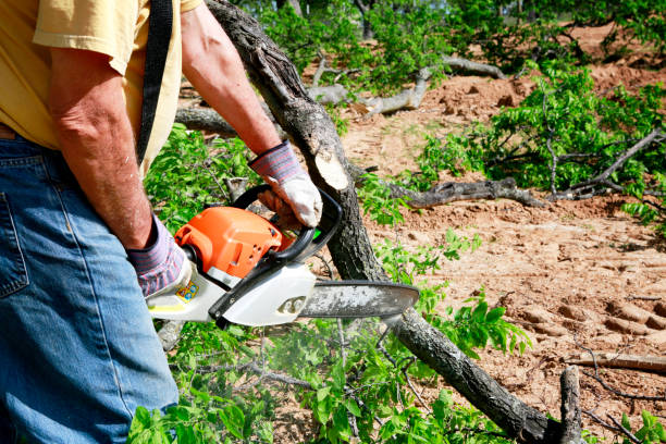 Professional Tree Removal in Auburn, ME